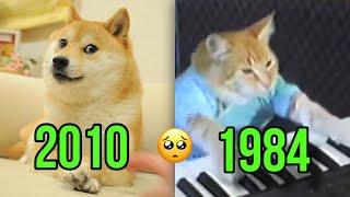 Cat and Dog Famous Memes That Died ️