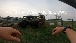 Adventurous Cow Moving (Part 3)