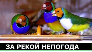 ЗА РЕКОЙ НЕПОГОДА - КАРАОКЕ ПОД БАЯН - ТОЛЬКО ТЫ МОЯ МАМА ЖИВИ !