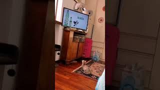 OMG So Cute ️ Funny Cats  and Dogs 2021 #29 #shorts  #catvideos  #cutecats