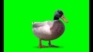 Green Screen Duck