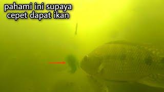 PELAJARI CARA IKAN NILA MAKAN LUMUT ,  SUPAYA CEPET STRIKE. || tilapia eats moss bait