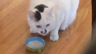 A cat with milk