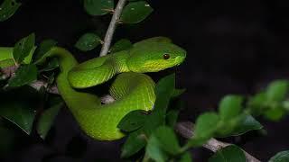 Night in Komodo national park in Indonesia (Komodo dragons and pit vipers)