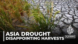 Asia weather: Hot summer & drought reduce harvests, increase prices