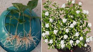 Easy Way To Grow Mogra Jasmine From Cuttings 100 % Rooting Result | Mogra Jasmine