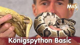 Königspython Basic | Python regius | Reptil TV