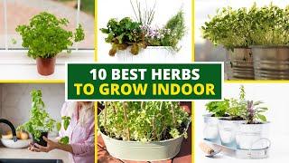 10 Best Herbs to Grow Indoor 