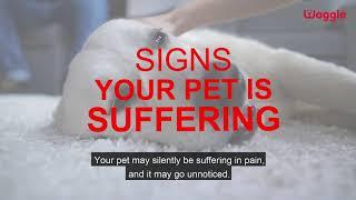 Signs your pet is suffering