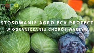 AGRO ECA PROTECT ekologiczne i skuteczne ograniczanie chorób warzyw oraz stymulowanie wzrostu roślin