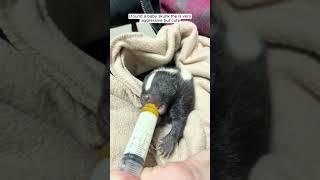 Rescue a baby skunk #animalshorts #shortvideo #animalrescue