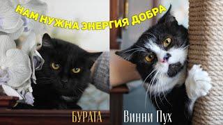 Нужна энергия добра! Шлём многочисленный энергетический посыл!