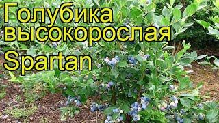 Голубика высокорослая Спартан. Краткий обзор, описание характеристик vaccinium corymbosum Spartan