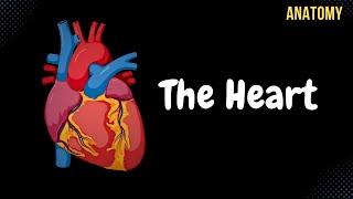 Anatomy of the Heart - External & Internal Structures