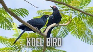 Asian Koel Super Sound - Asian Koel Sound Effect