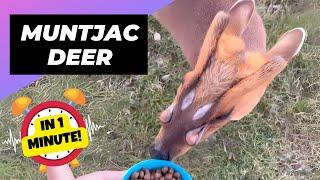 Muntjac Deer  Cute or Creepy? | 1 Minute Animals
