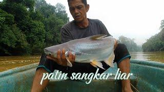 Hasil tunggal patin sangkar liar