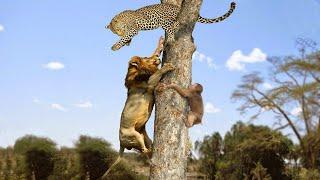 Wild Discovery Animals 2024 | Most Amazing Moments Of Wild Animal Fights - Lion vs Leopard, Tiger