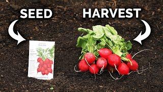 Growing Radishes, From Seed to Harvest 