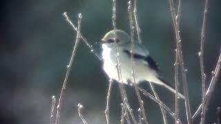 Great Grey Shrike (Lanius excubitor) 1.4.2022, possible ssp sibiricus/borealis - Asikkala, S Finland