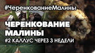  #2 Три недели. Что произошло с черенками малины. Размножение малины черенками в августе.