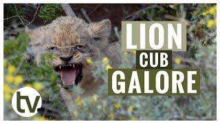 4 Tiny New Lion Cubs Cause Havoc for Mom