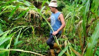 Life With Nature || Video - 189 || Rural Nepal and natural Lifestyle ||