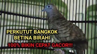 DIJAMIN LANGSUNG NYAUT DENGAR PERKUTUT BANGKOK BETINA BIRAHI INI - UNTUK PANCINGAN PERKUTUT BANGKOK