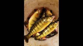 Filleting perch 45-second Method