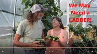 10 Feet Tall CUCUMBER Plants Producing ABUNDANTLY! | GREENHOUSE Tour May