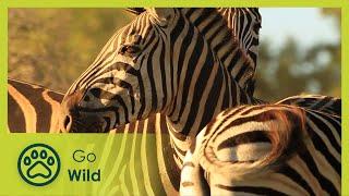 Zebra - Africa's Wild Wonders - Go Wild