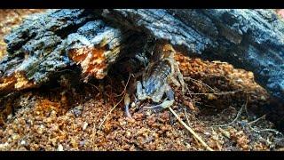 Пересадка скорпионов Lychas tricarinatus/Lychas mucronatus.