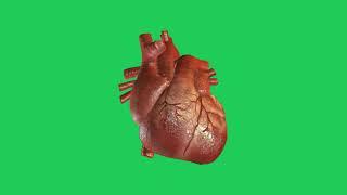 Human Heart Beating Animation Green Screen With Sound Effects (Download link in description)