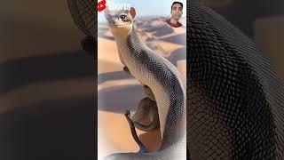 katarnak snake ka video #shots#trending#ai #yt#snake