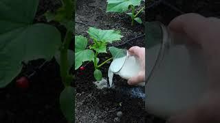 Cucumbers love this white fertilizer!