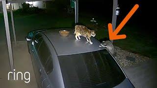 Intense Showdown Between Cat & Raccoon | RingTV