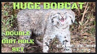 Checking The Trap Line | Huge Male Bobcat Catch | Double Dirt Hole Set | Predator Control