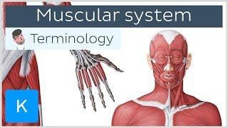 Muscular system - Anatomical terminology for healthcare professionals | Kenhub