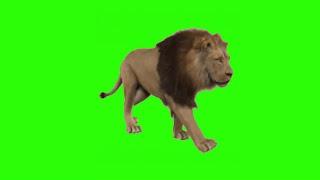 walking lion green screen video ll walking lion green screen effects ll my edit support