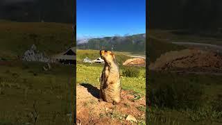 Cute Wild animal bobak marmot or prairie dog 167 #marmot #animal #cute #nature #animals