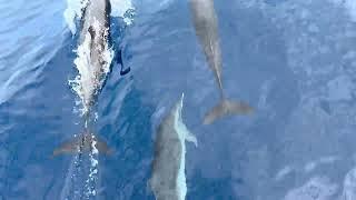 Mira estos hermosos Delfines en grupo