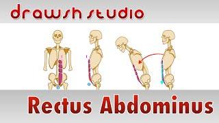 The Rectus Abdominus Muscles