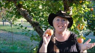 Raintree Nursery Fruit Feature: Alkemene Apple!