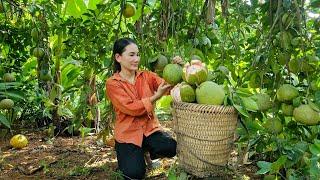 Harvesting Grapefruit Goes to the market sell | Nguyen Thi Diem