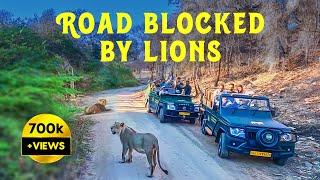 Lions Blocked Safari in Gir National Park, Gujarat - 4K UHD Hindi | हिन्दी