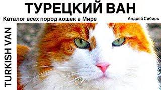 ТУРЕЦКИЙ ВАН. ВСЕ ПОРОДЫ КОШЕК МИРА. TURKISH VAN.