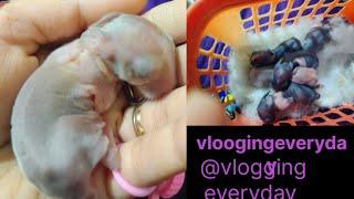 chilly New born baby |️ All type video #vloggingeveryday ️️