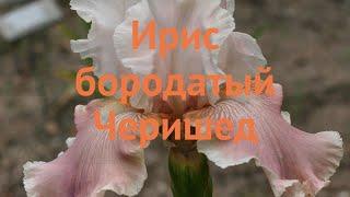 Ирис бородатый Черишед (iris germanica cherished)  Черишед обзор: как сажать, саженцы ириса Черишед