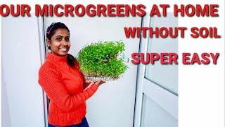 HOW TO GROW MICROGREENS AT HOME - OUR EXPERIENCE AS BEGINNERS 