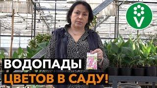 Лучшие быстрорастущие однолетние лианы для вашего сада!